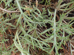 Hymenopappus filifolius pauciflorus