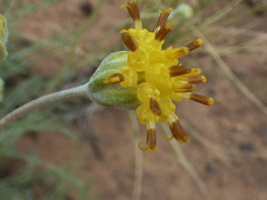 Hymenopappus filifolius pauciflorus