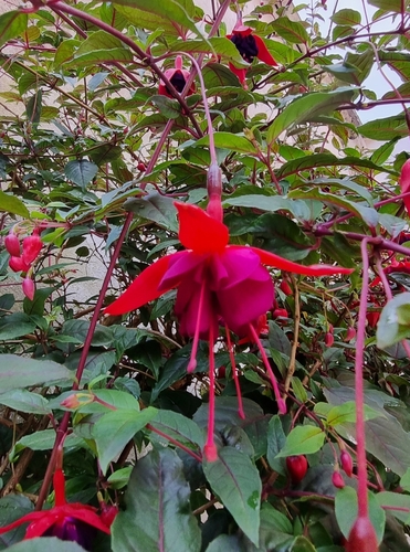 Foto de Brinco-de-princesa