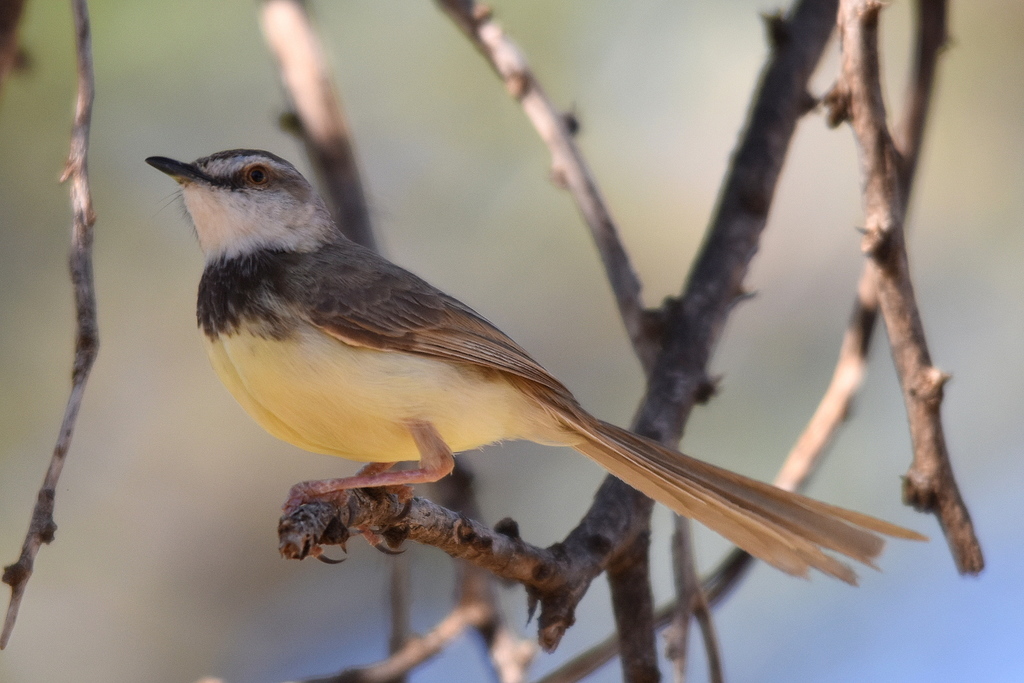 Black-chested Prinia photo