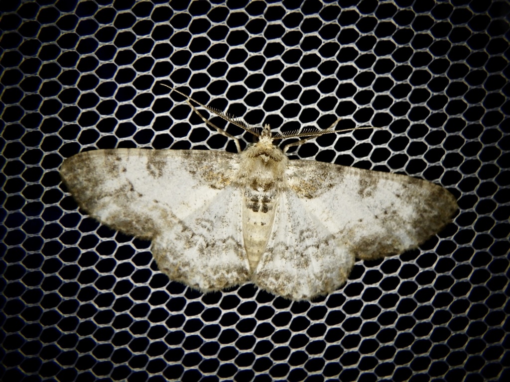 Cleora venustaria