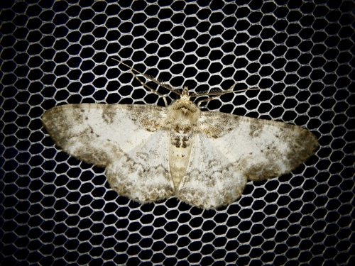 Cleora venustaria