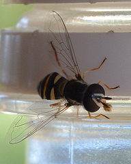 Ischiodon aegyptius