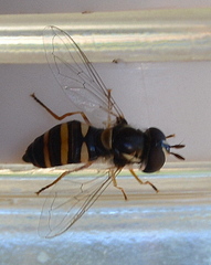 Ischiodon aegyptius