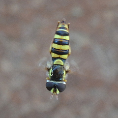 Ischiodon aegyptius