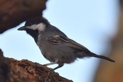 Melaniparus cinerascens