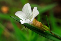 Gratiola officinalis
