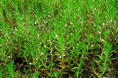 Gratiola officinalis