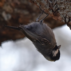 Melaniparus cinerascens