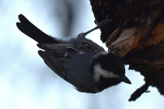 Melaniparus cinerascens