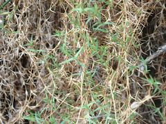 Stellaria gracilenta