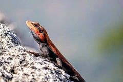 South Indian Rock Agama photo 4