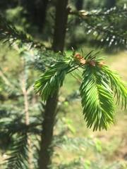 Abies religiosa