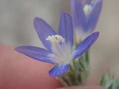 Eriastrum sapphirinum