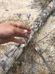 Eriastrum sapphirinum