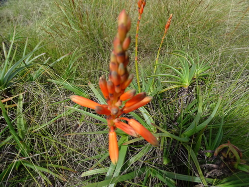 Aloe musapana