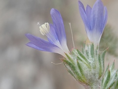 Eriastrum sapphirinum