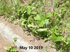 Rubus crataegifolius
