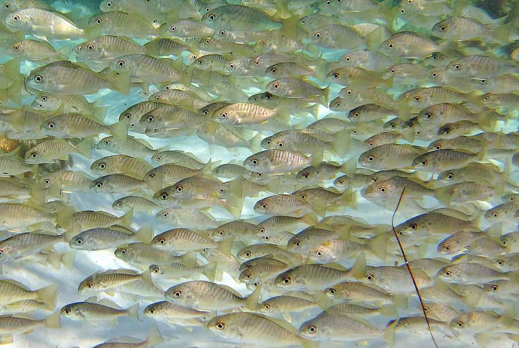 Spot Croaker