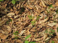 Pteridium latiusculum japonicum