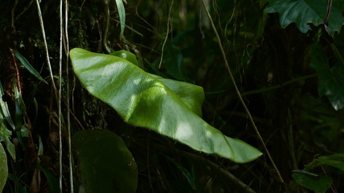 Image of Elaphoglossum crinitum by (c) Roberto Jovel, some rights reserved (CC BY)