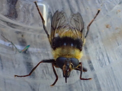 Criorhina caudata
