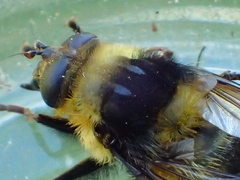Criorhina caudata
