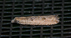 Bactra verutana