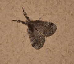 Orgyia detrita