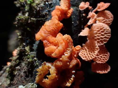 orange poreconch
