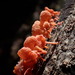 橘黃膠孔菌 - Photo 由 Louis Aureglia 所上傳的 (c) Louis Aureglia，保留部份權利CC BY