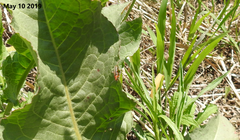 Cantharis soeulensis