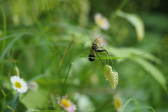 Panorpa japonica