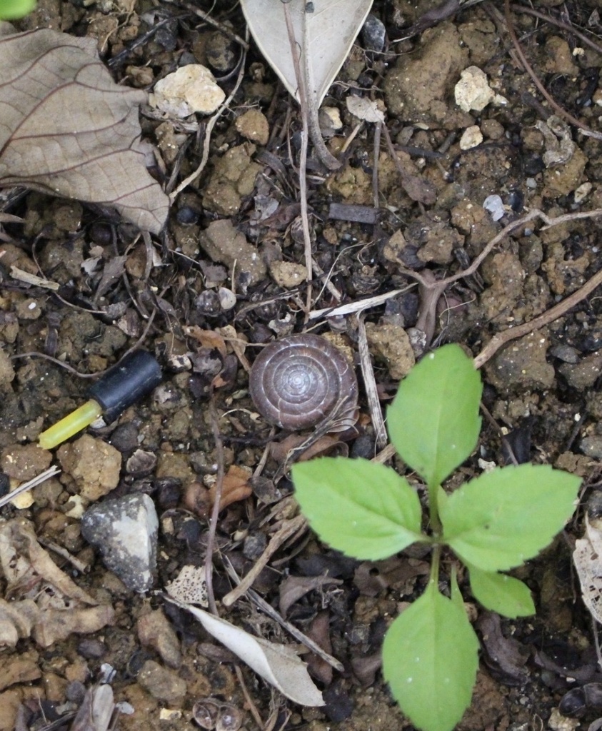 Aegista oculus