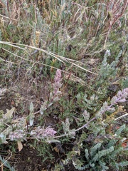 Atriplex watsonii