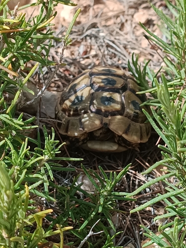 Nabeul Tortoise