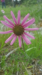 Echinacea tennesseensis