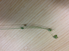 Carex trisperma