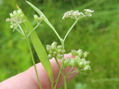 Limnosciadium pinnatum