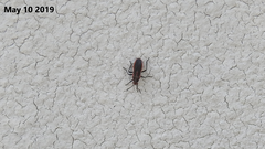 Arocatus pseudosericans