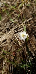 Claytonia