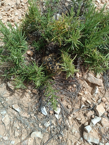 Nabeul Tortoise
