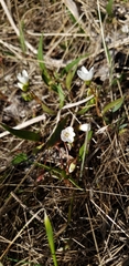 Claytonia