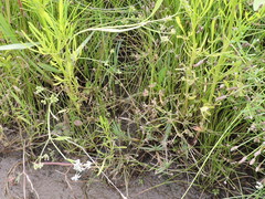 Limnosciadium pinnatum