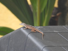 Anolis sagrei