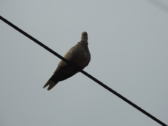 Streptopelia decaocto