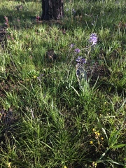 Camassia leichtlinii