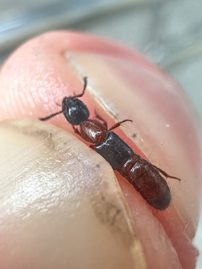 Milichilinus decorus