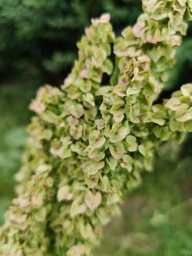 Image of Rumex patientia by (c) carnifex, some rights reserved (CC BY)