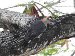 Melanerpes aurifrons dubius